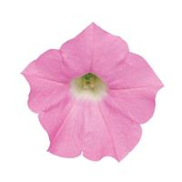 Shock Wave<sup>®</sup> Pink Shades Bloom