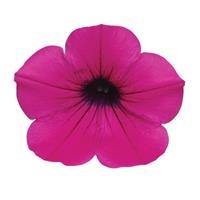 Wave<sup>®</sup> Purple Classic Bloom