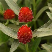 QIS Red Bloom
