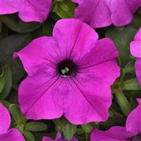 Ez Rider<sup>®</sup> Violet Bloom