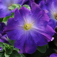 Sophistica<sup>®</sup> Blue Morn Bloom