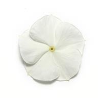 Pacifica XP White Bloom
