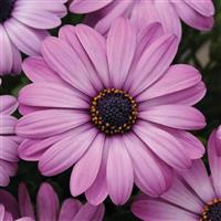 Akila<sup>®</sup> Lavender Shades Bloom