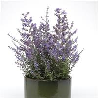Perovskia Bluesette Container