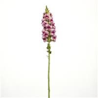Potomac™ Plumblossom Single Stem, White Background