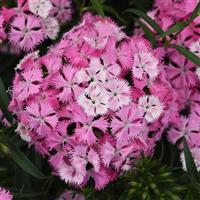 Rockin'™ Pink Magic Bloom