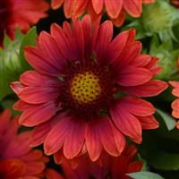 Mesa Red Bloom