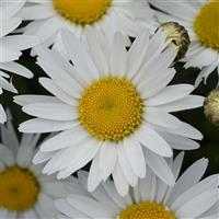 Leucanthemum Madonna Bloom