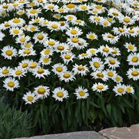 Leucanthemum Madonna Landscape