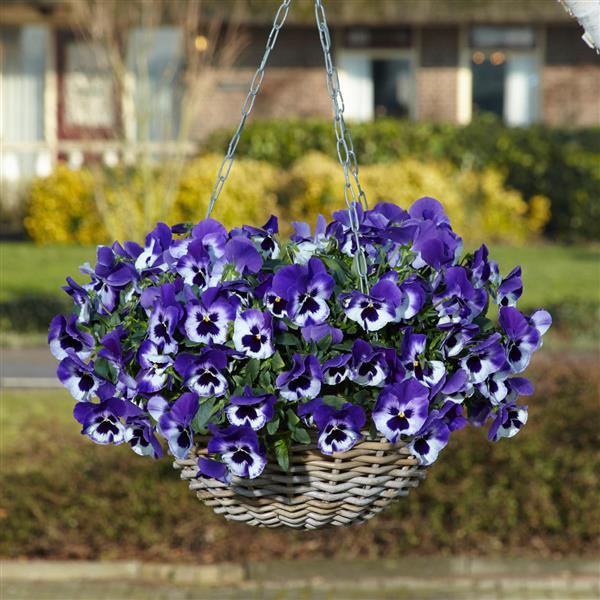 Spreading Pansy Top Wave® Purple White