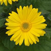 ColorBloom™ Yellow with Light Eye Bloom
