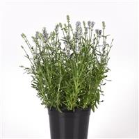 Ellagance Sky Blue Container