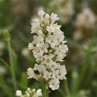 Ellagance White Bloom