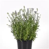 Ellagance White Container
