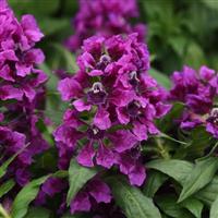 Sweet Talk™ Violet Splash Bloom