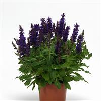 Salvia Salvatini Container