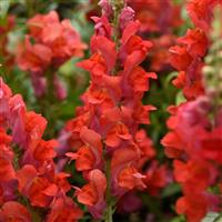 Early Potomac™ Bright Orange Bloom