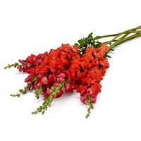 Early Potomac™ Bright Orange Grower Bunch