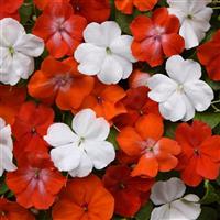 Beacon<sup>®</sup> De Ven Mixture Bloom