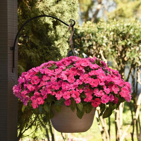 Interspecific Impatiens Solarscape® XL Pink Jewel