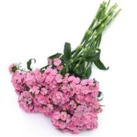 Sweet™ Pink Grower Bunch