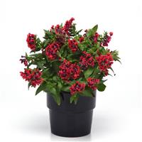 Sweet Talk™ Red Splash Container