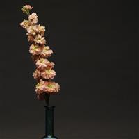 Column Stock Apricot Cutflower