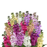 Column Stock Formula Mixture Bloom