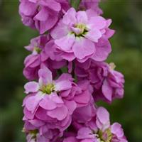 Column Stock Rose Pink Bloom