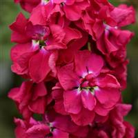 Column Stock Pacific Crimson Bloom