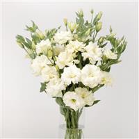 ABC™ 1 White Cutflower