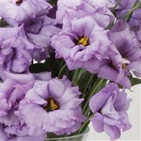 ABC™ 2 Lavender Bloom