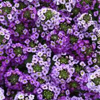 Clear Crystal<sup>®</sup> Lavender Shades Bloom