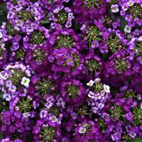 Clear Crystal<sup>®</sup> Purple Shades Bloom