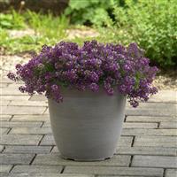 Clear Crystal<sup>®</sup> Purple Shades Garden