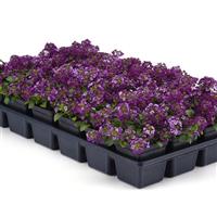Clear Crystal<sup>®</sup> Purple Shades Greenhouse