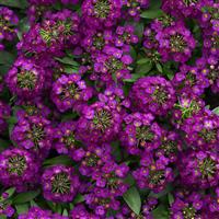 Easter Bonnet Violet Bloom
