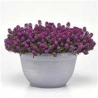 Easter Bonnet Violet Container