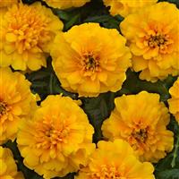 Bonanza™ Gold Bloom