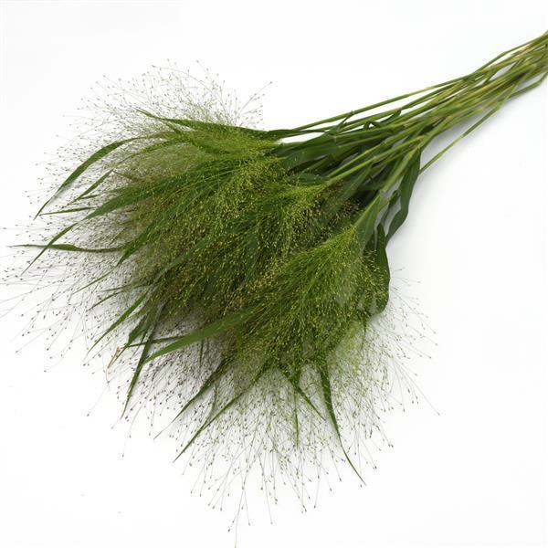 Grass Panicum Capillare Frosted Explosion Grower Bunch