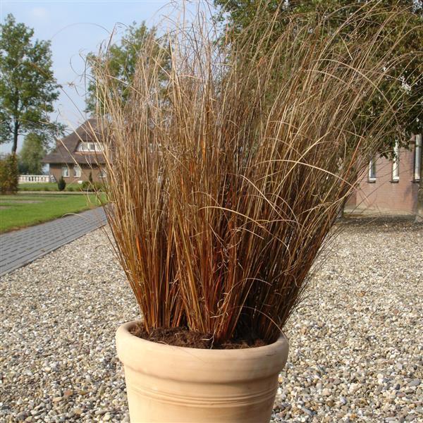 ColorGrass® Carex Red Rooster Container