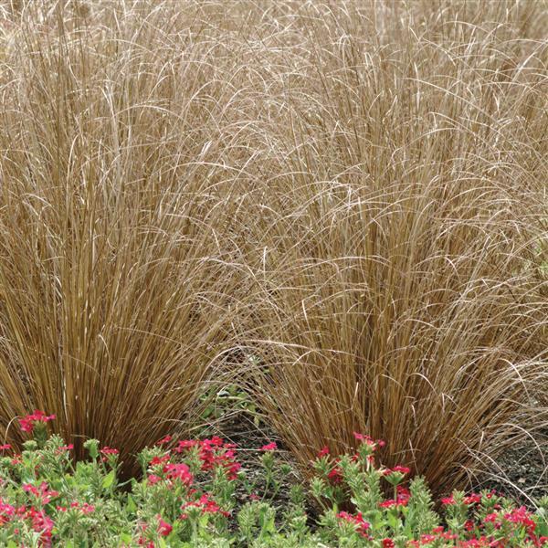 ColorGrass® Carex Red Rooster Landscape