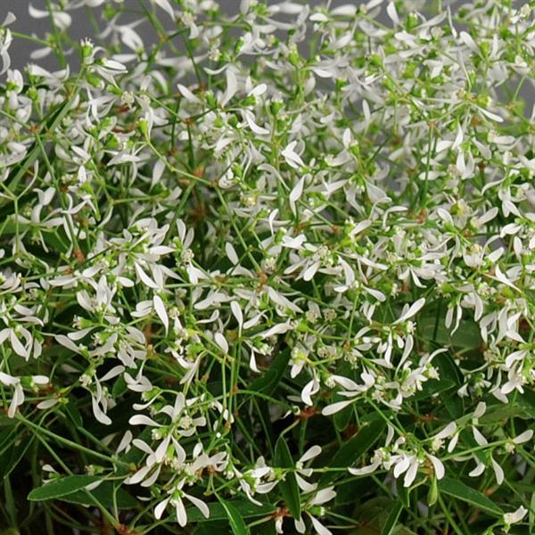 Euphorbia Glitz Bloom