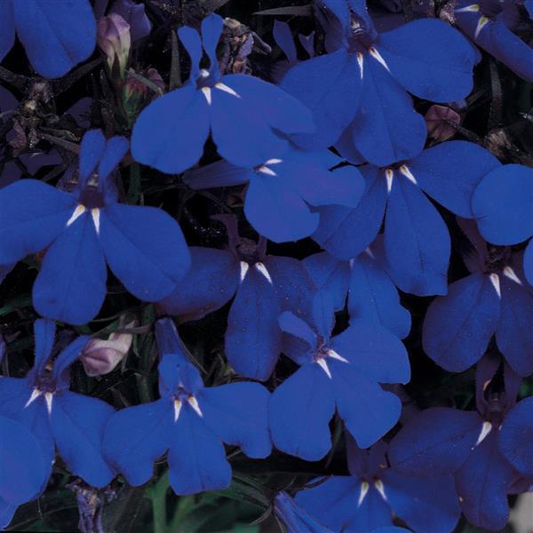 Riviera Midnight Blue Bloom