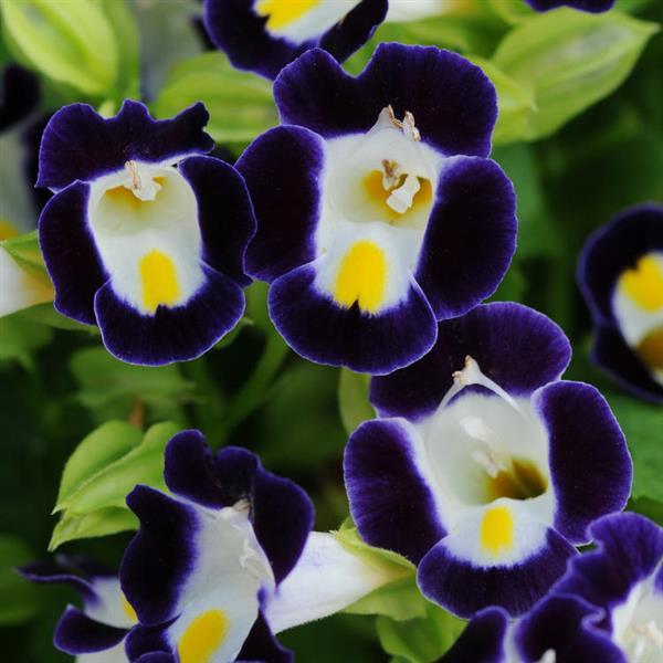 Kauai™ Blue & White Bloom