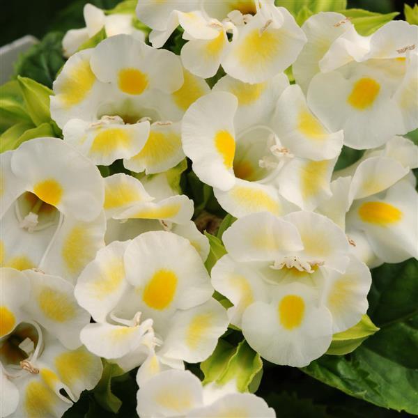 Kauai™ Lemon Drop Bloom