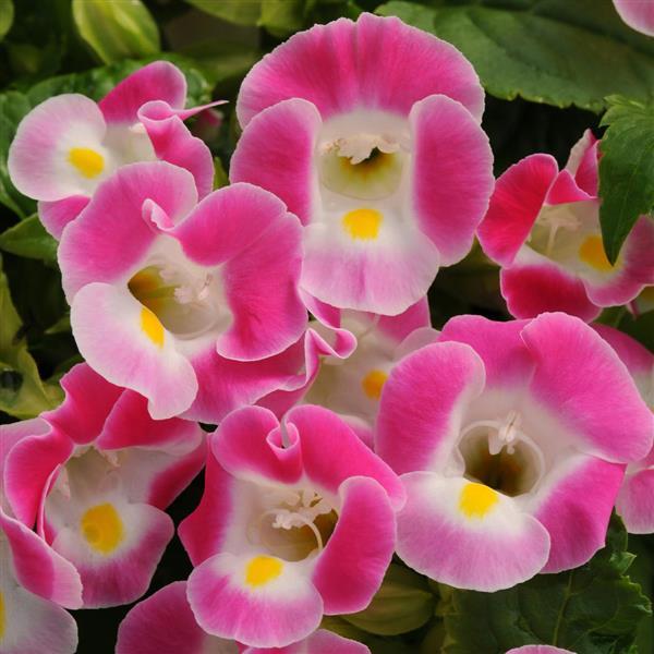 Kauai™ Rose Bloom