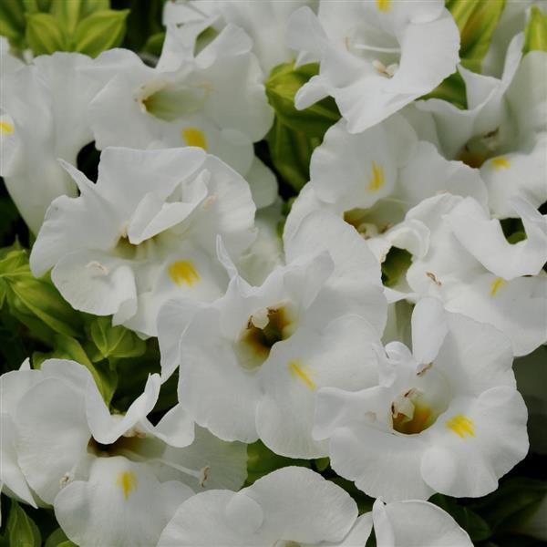 Kauai™ White Bloom