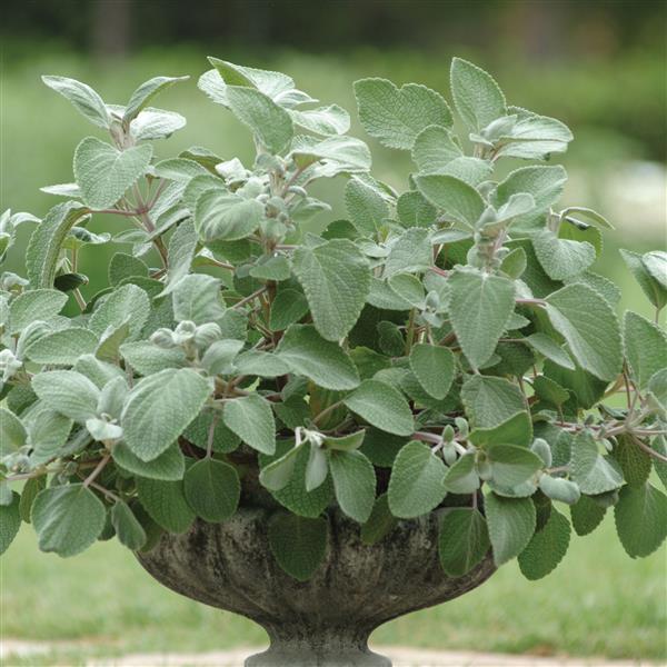 Plectranthus argentus 'Silver shield' one rootless cutting 