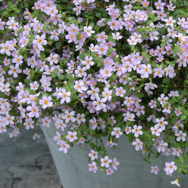 Bacopa Blutopia<sup>®</sup> Container